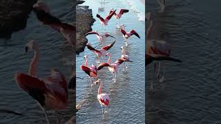 Flamingos Flying At Argentino Lake In El Calafate Argentina 🦩 [upl. by Emawk602]