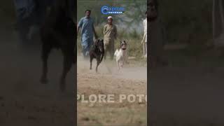 Greyhound Track Race  Dori Track Race in Punjab Pakistan dog rabbit greyhoundtrackracing [upl. by Sucramed]