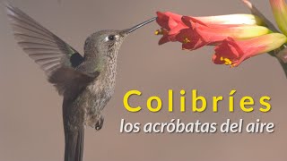 Desvelando el VUELO de los COLIBRÍES en súper SLOW MOTION [upl. by Harrus877]