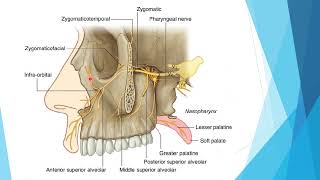 6 pterygopalatine fossae [upl. by Esch]