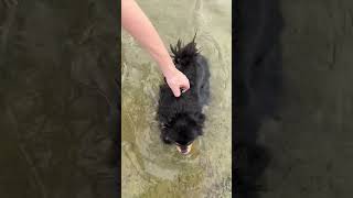 How to teach your dog to swim  Henrys first swim lesson dogsofyoutube dogsshorts shorts [upl. by Lj]