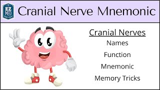 Cranial Nerves MADE EASY Mnemonic amp Tricks for their Names amp Function [upl. by Irianat]