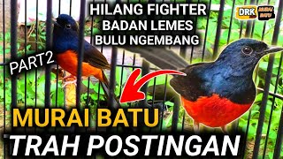 PART 2 MURAI BATU TRAH POSTINGAN CARA MERAWAT MURAI BATU AGAR GACOR [upl. by Abell]