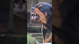 Dog sound angry sounds effect rottweiler angrypuppy dogsound angrydog angrypets barkingsound [upl. by Nilats]