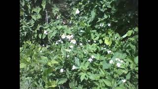 Beautiful white and yellow daisy flowers in the park forest Nature amp Animals [upl. by Katharina]