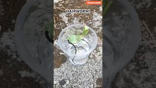 95 wild mantises infested horsehair worm [upl. by Solorac33]