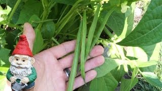 When and How to Harvest Green Beans Bush Beans and Pole Beans [upl. by Kane]