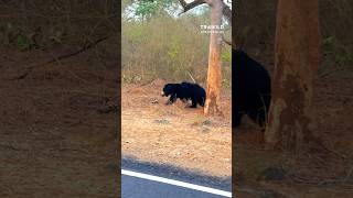 Sloth bear spotted in Masinagudi  Masinagudi tourist places  Mudumalai tiger reserve shorts [upl. by Ron]