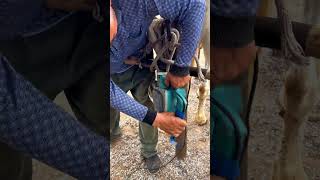 ASMRElectric hoof grinder trims horse hooves shortsanimals [upl. by Ellehciram474]