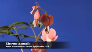 Dicentra Bleeding heart flower opening time lapse [upl. by Formenti]