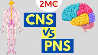 Central Nervous System vs Peripheral Nervous System  CNS amp PNS Structure and Function [upl. by Hnah]