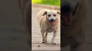 Dog running and barking sound effect 11viralshorts [upl. by Fregger]