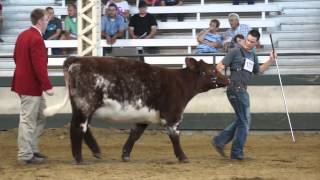 Sure Champ 2013 Grand Champion Shorthorn Jr Nationals Purebred Owned Heifer [upl. by Moclam363]