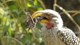 Southern yellowbilled hornbill eating a bat [upl. by Hsakaa515]