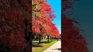 kentstate university kent ohio 😍  autumn fallcolors universitylife usa college 🏫🎓 [upl. by Lehcem]