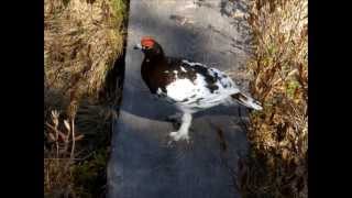 Willow ptarmigan  Lagopus lagopus [upl. by Cannell]