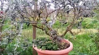 PIANTE DI OLIVO BONSAI [upl. by Hertzfeld743]