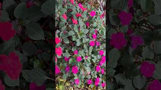 Mixed colour walleriana flowers  Home Gardening  flowers gardening youtubeshorts [upl. by Ainirtak]