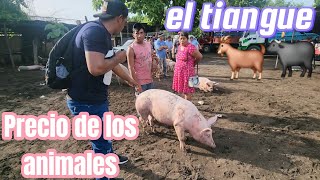 PREGUNTANDO PRECIO de los animales en el tiangue municipio el tránsito El Salvador 🐃🐐 [upl. by Ulises]