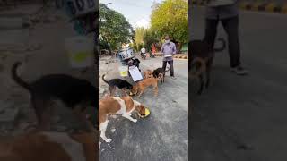 This Man Feeding Street Dogs From Last 11 years😍  Ranjeet Dada  Nagpur Dogs  shorts [upl. by Elleinad327]