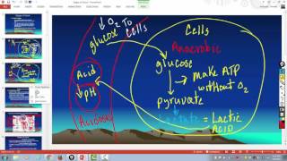 STAGES OF SHOCK EXPLAINED [upl. by Wil]