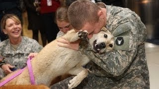 Hunde Begrüßung Soldaten Erstellung 2014 HD [upl. by Kuehnel]