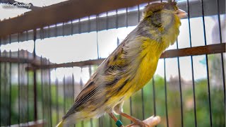 Canary Song  Spanish Timbrado Classico  A gift to a Friend [upl. by Anitsirhc]