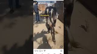 Top girlando dairyfarming cow rajasthani kisan farm [upl. by Heidt]