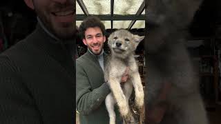 Are you brave enough to keep a wolf in your house rescue rescueanimalswolf animals dog [upl. by Irek]