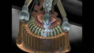 Bacterial Flagellum  A Sheer Wonder Of Intelligent Design – video [upl. by Bumgardner644]