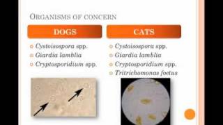 Diagnosis and Treatment of Protozoal Infections in Shelters  conference recording [upl. by Ogden135]