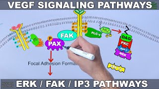 VEGF Signalling Pathways [upl. by Diad]