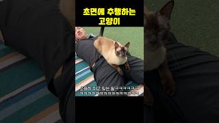 모르는 고양이한테도 당하는 집사 shorts shortvideo 고양이 시트콤 [upl. by Aibos]