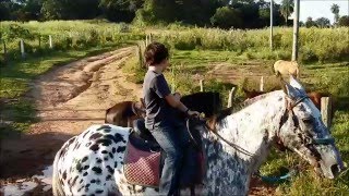 Tocando os cavalos para o cercado Montando o Flocos [upl. by Eniarol]