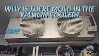 WHY IS THERE MOLD IN THE WALK IN COOLER [upl. by Egwin538]