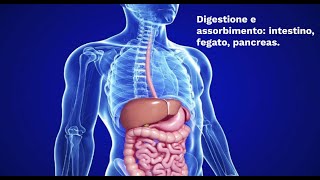 LE SUPERSINTESI DI SCIENZE La digestione  intestino fegato pancreas classe seconda [upl. by Noland]