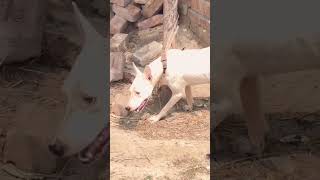 White Dog is powerful Dog is Dang [upl. by Cocks]