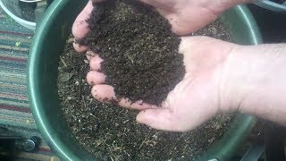 Update On The Worms And Which One I Think Is The Best Composting Worm [upl. by Karney]