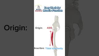 Easy Hack for Muscle function [upl. by Eric137]