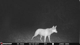 Coyote in Chipley FL [upl. by Noswad116]