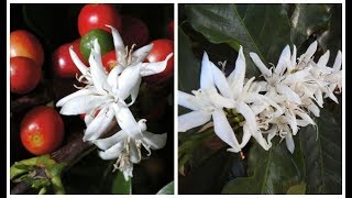 🎵 MEU CAFEZAL EM FLOR  QUANTA FLOR MEU CAFEZAL🎶🎼🎵 [upl. by Sorensen]