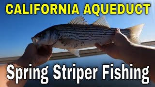 Spring Striped Bass Fishing California Aqueduct [upl. by Gawen542]