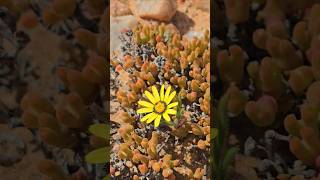 Brilliant Yellow flowers in stark dry conditions [upl. by Gorrian]