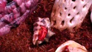 Strawberry Hermit Crabs in Crabitat [upl. by Williams]