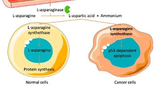 Mechanism of action of LAsparaginase chemotherapy [upl. by Nahtiek]