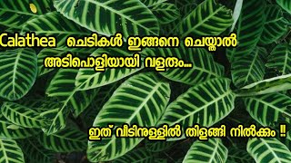 Calathea plant care  Best Indoor plant Malayalam ☘️ [upl. by Dinny]