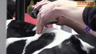 How to prepare and clip a calf for the showring [upl. by Inverson876]