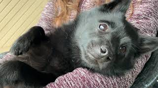 Tired Schipperke dog after a long day at the beach [upl. by Ives448]