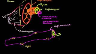 Строение мышечной клетки [upl. by Specht143]