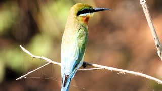 Blue tailed bee eater bird [upl. by Rosenfeld]